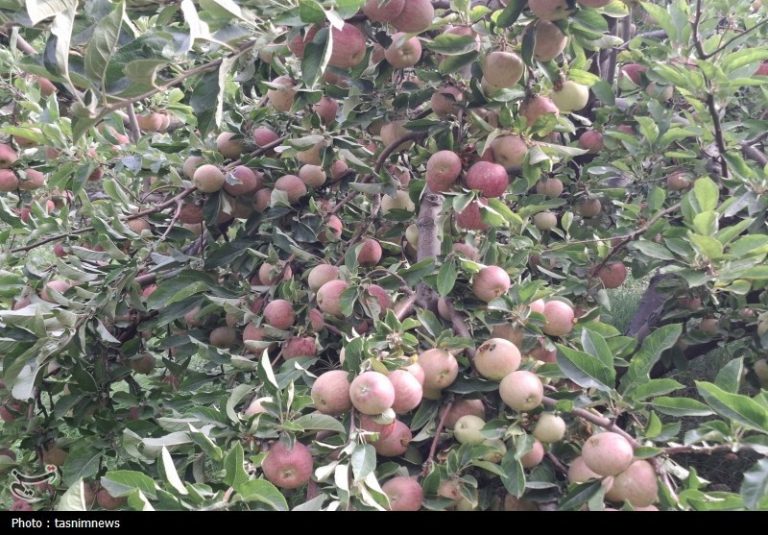 وقتی افغانستان و ترکیه “صادرات سیب ایران” را زمینگیر کردند/ باغداران در بنبست اقتصادی!