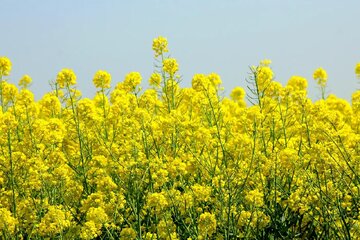 پرداخت کامل بهای خرید تضمینی محصول کلزا ی کشاورزان استان گلستان