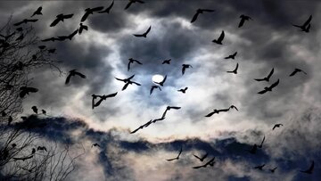 پرندهها چطور در جریان مهاجرت، راهشان را گم نمیکنند؟