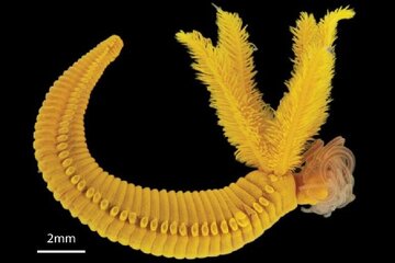 کرمی که سم را به طلا تبدیل می‌کند!