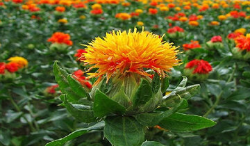 کشف جدید محققان دانشگاه شهید باهنر کرمان ثبت شد