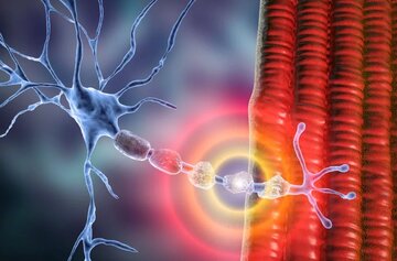 امید تازه برای بیماران اماس؛ درمان جدید با مهندسی سلولهای ایمنی در بریتانیا آزمایش شد