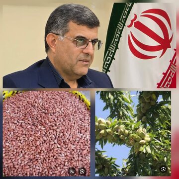 بادام زمینی گیلان؛ از معرفی رقم های جدید تا توسعه مکانیزاسیون