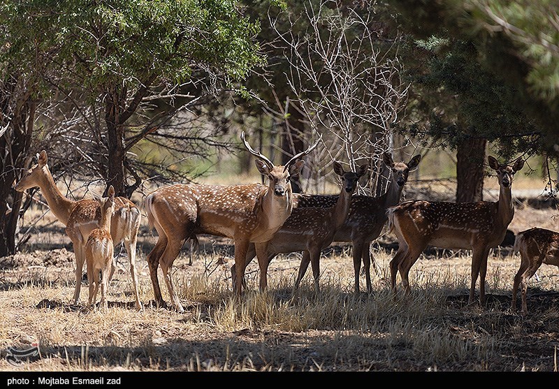 تجربه اقتصادی کردن حفاظت از حیات وحش؛ از قرقهای یزد و کرمان تا اوراق قرضه کرگدنها