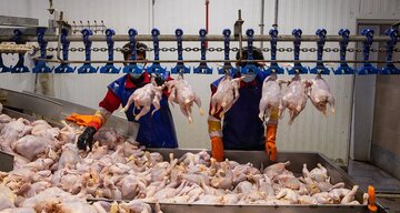 قیمت رسمی مرغ اعلام شد/ گرانتر از این قیمت نخرید