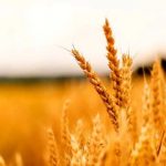 پرداخت کامل مطالبات گندم‌کاران خراسان شمالی