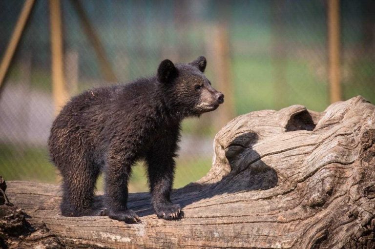 پیدا کردن توله خرس در ۲۷۰ هکتار سخت نبود اگر کمی مسئولیتپذیر بودید