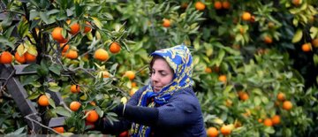 پیش بینی تولید ۲۳۰ هزار تنی مرکبات در گیلان