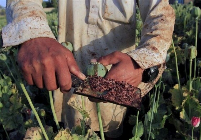 کاهش منابع خشخاش تهدیدی برای داروسازی ایران