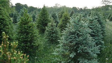 کشف طلا در برگهای درختان شمال / کوهی از طلا در زیر جنگلها پنهان شده است؟