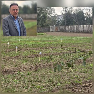 اجرای رویداد ترویجی کشت پاییزه در اراضی کشاورزی آستانه اشرفیه