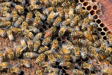 زنبورها خواندن «کد مورس» را یاد میگیرند / یک کشف عجیب درباره توانایی حشره مفید