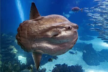 عجیبترین و بهدردنخورترین ماهی اقیانوس