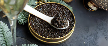 معجزه علمی برای تولید خاویار در ژاپن / وقتی ماهیهای نر به «ماده ممتاز» تبدیل میشوند