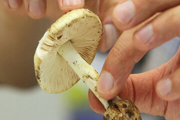 هشدار؛ مصرف این قارچ‌ها جانتان را تهدید می‌کند/ علائم مسمومیت