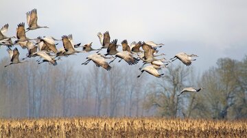 پرندگان مهاجر بدون «GPS» چطور راه خود را پیدا می‌کنند؟