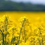 افت ۲۷ درصدی سطح کشت کلزا در خراسان شمالی در پی تداوم خشکسالی