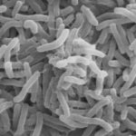 شیوع وبا در همسایگی ایران/ آمار جان باختگان