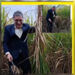 فرماندار صومعه سرا :آغاز برداشت نیشکر