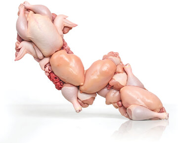 قیمت مرغ بازهم بالاتر میپرد؟