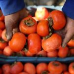 ماجرای ترسناک «خرمالو» در اتاقهای عمل مشهد