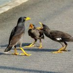 مرغ مینا چگونه تعادل زیستی پرندگان خراسان شمالی را برهم می‌زند؟