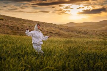«بالماسکه» به جشنواره فجر داده شد