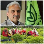 رئیس سازمان چای کشور:بدهی دولت به چایکاران به ۷۹ میلیارد رسید