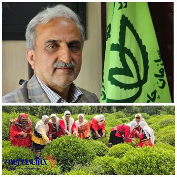 رئیس سازمان چای کشور:بدهی دولت به چایکاران به ۷۹ میلیارد رسید