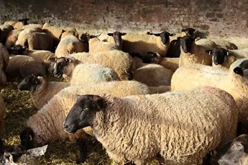 قیمت جدید دامزنده ۱۰ بهمن ماه ۱۴۰۴ اعلام شد/ گوسفند ارزان شد + جدول