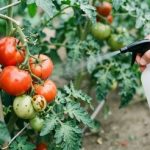 آیا آفتکشها وارد بافت میوه و سبزی میشوند؟/ سمزدایی با آب نمک، زردچوبه، سرکه و آبلیمو چقدر مؤثر است؟