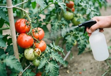 آیا آفتکشها وارد بافت میوه و سبزی میشوند؟/ سمزدایی با آب نمک، زردچوبه، سرکه و آبلیمو چقدر مؤثر است؟