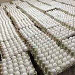 اعتراض روزنامه اصولگرا به ارزانی تخم مرغ/ قیمتش حتی از دان مرغ هم کمتر است