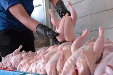افزایش عرضه گوشت و مرغ/ فروش بیش از ۲۸۱ هزار تن در یک ماه
