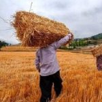 خبر مهم برای گندمکاران/ قیمت واقعی گندم اعلام شد