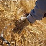 خبر مهم درباره قیمت جدید گندم/نرخ گندم از این رقم کمتر نخواهد بود