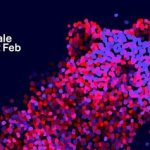 «دختران غمگین» برنده خرس بلورین برلین شد