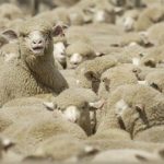 درخواست قطر از ایران؛ گوسفند ایرانی میخواهیم!