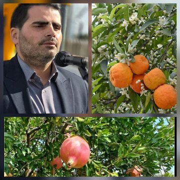 شهردار بندرکیاشهر خبر داد:۲۰۰۰ اصله نهال نارنج وانار در ساحل بندرکیاشهر کاشته میشود