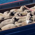 قیمت جدید دامزنده امروز شنبه ۲ اسفند ۱۴۰۴/ قیمت گوسفند و گوساله چه تغییری کرد؟