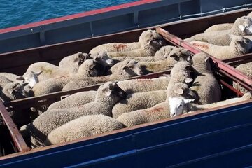 قیمت جدید دامزنده امروز شنبه ۲ اسفند ۱۴۰۴/ قیمت گوسفند و گوساله چه تغییری کرد؟