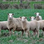 قیمت دام زنده امروز پنجشنبه ۲۳ بهمن ۱۴۰۴/ گوسفند در این منطقه ارزانتر است + جدول