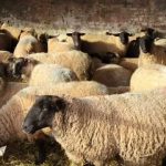 لیست قیمت دام زنده امروز ۳۰ بهمن ۱۴۰۴ / گوسفند کیلویی چند شد؟ + جدول