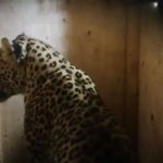 محیط زیست گیلان خبر داد:انتقال پلنگ ایرانی زندهگیریشده در ماسال به کلینیک تخصصی حیاتوحش تهران