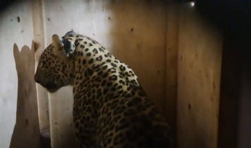محیط زیست گیلان خبر داد:انتقال پلنگ ایرانی زندهگیریشده در ماسال به کلینیک تخصصی حیاتوحش تهران
