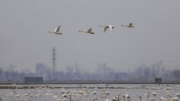 نجات و رهاسازی قوی گنگ گرفتار در تله صیادان غیرمجاز در تالاب بوجاق