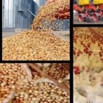 هشدار شدید مرغداران برای گرانی دوباره قیمت مرغ/ موج جدید جهش قیمت مرغ در راه است؟