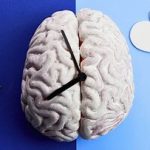 چرا گاهی قبل از زنگ ساعت از خواب بیدار میشویم؟