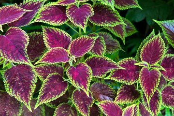 کاشت یک میلیون گل در بجنورد در آستانه نوروز