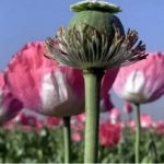 کشت شقایق الیفرا؛ جایگزینی برای تریاک یا تنها تکمیل درمان؟/ صفاتیان: بیماران تحت درمان با شربت تریاک میلی به مصرف قرص بوپرنورفین ندارند